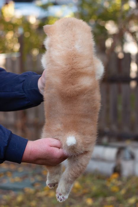 Хлопчик акіта іну , акіта ,akita