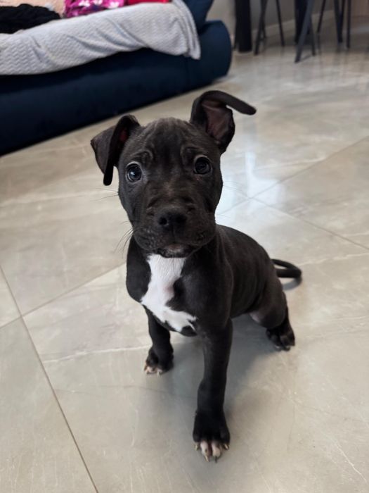 Czarny piękny Piesek American Staffordshire Terrier (amstaff)