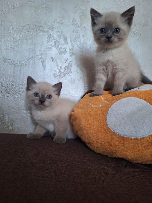 Продаю   кошенят