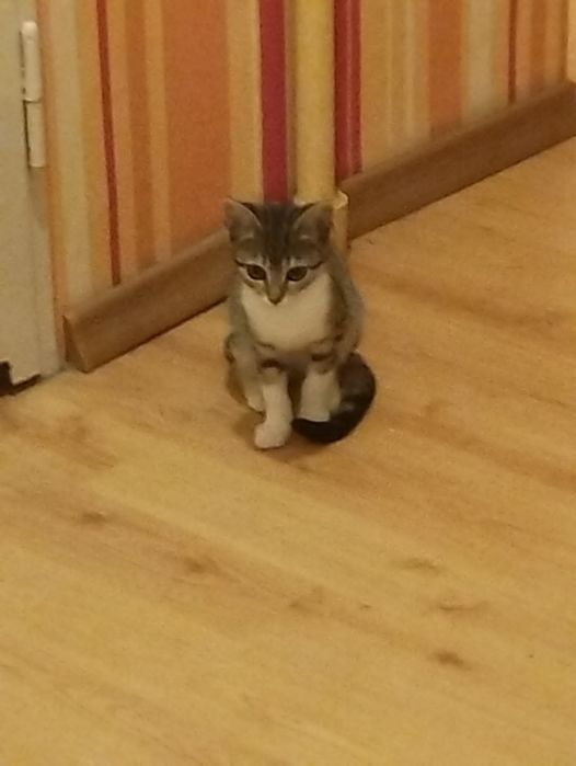 Triss trzy miesięczna dziewczynka