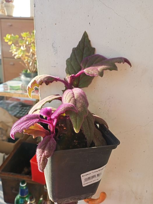 Гинура  укорененненные ростки