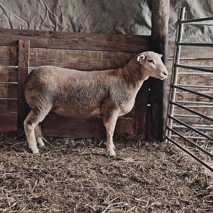 Ovinos Ile de France