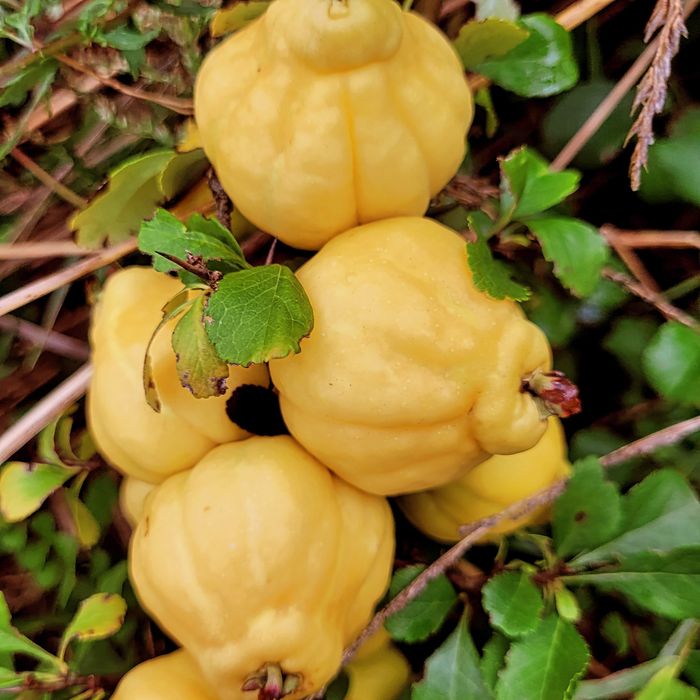 Sok wyciskany z owoców pigwowca NFC