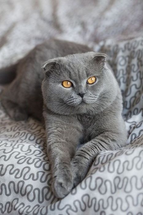 Перетримка, котоняня, домашня перетримка
