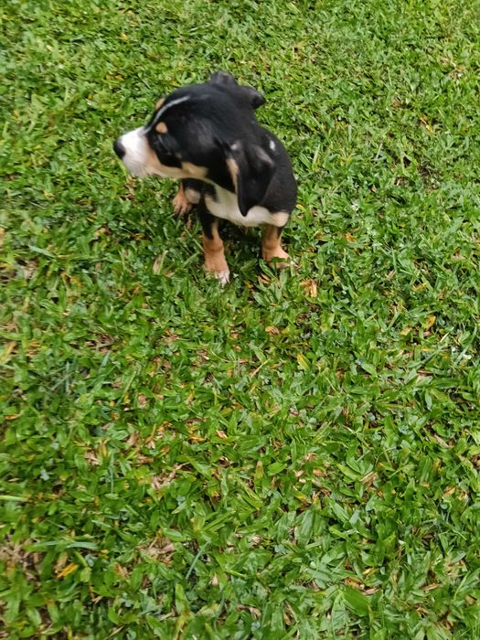 Pinscher macho lindo