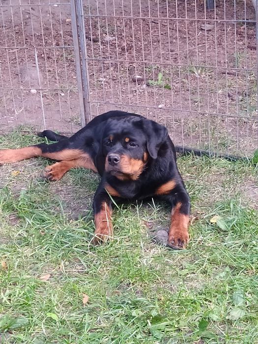 Odchowane szczenię rottweiler FCI