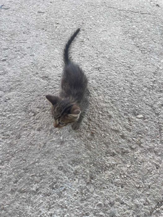 Gatinha para adoção