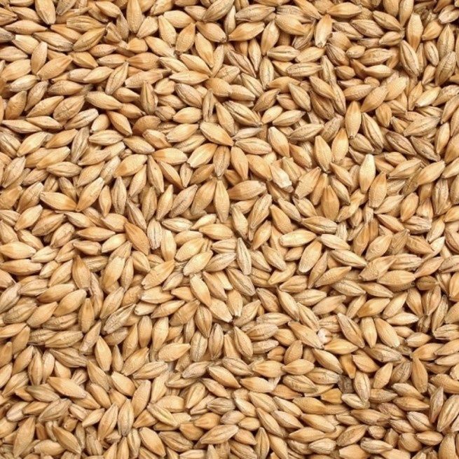 Jęczmień zbiór 2025