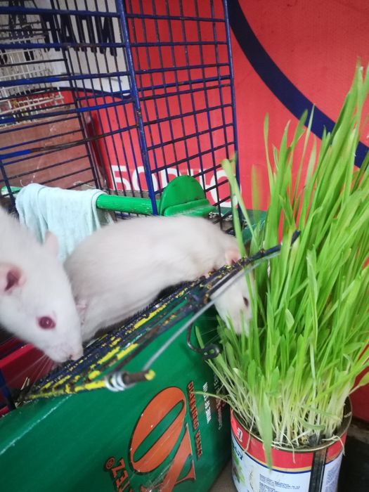 Крыски милашки малышки