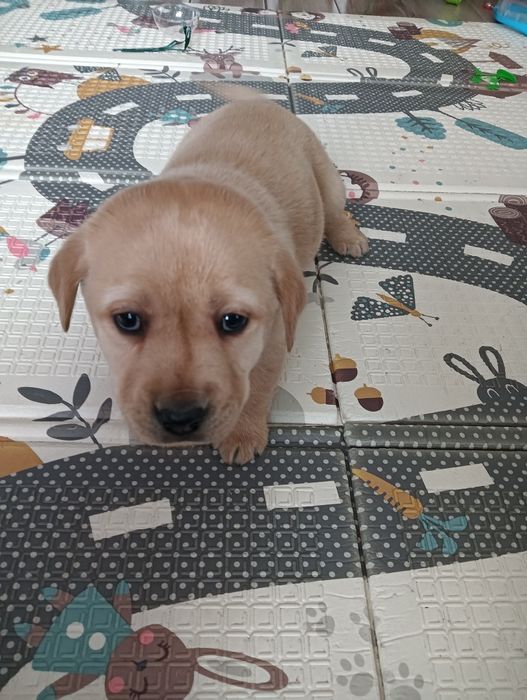 Labrador Retriever z Rodowodem