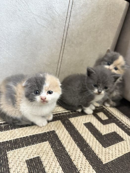 Шотландські весловухі кошенята