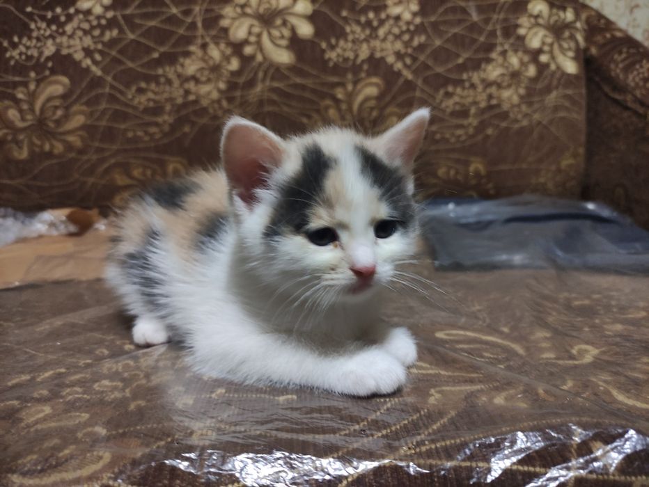 Дарую котиків 2 місяці