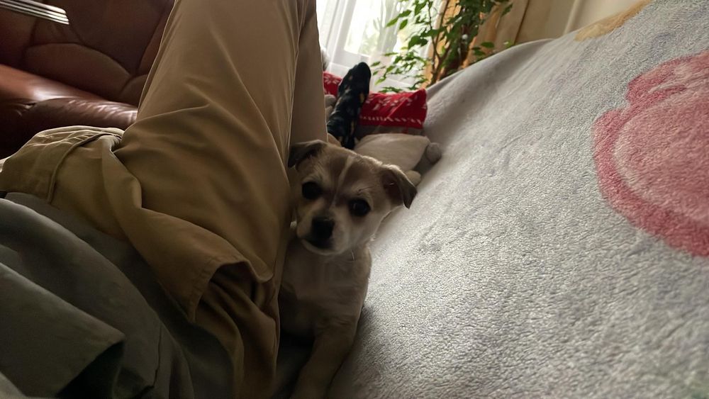 Zaginął piesek miał około 2 miesiące proszę pomóżcie mi go znaleźć.