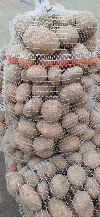 Sprzedam ziemniaki jadalne i wielkość sadzeniaka