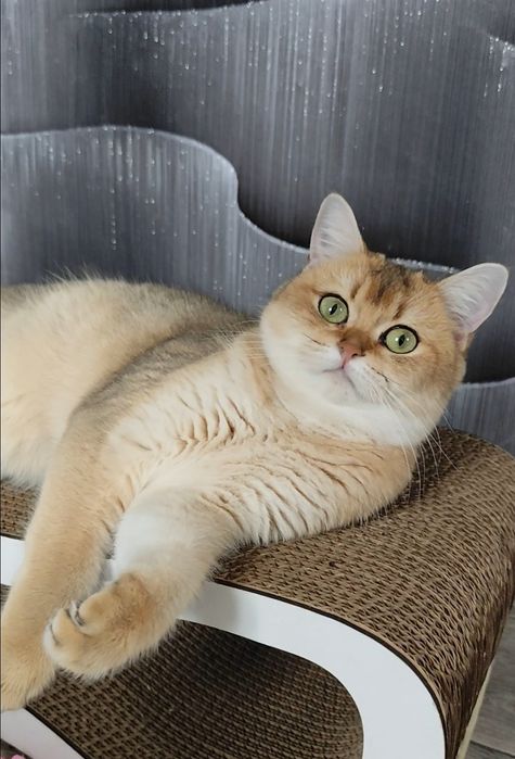 Золотая шиншилла супер подарок для любимой