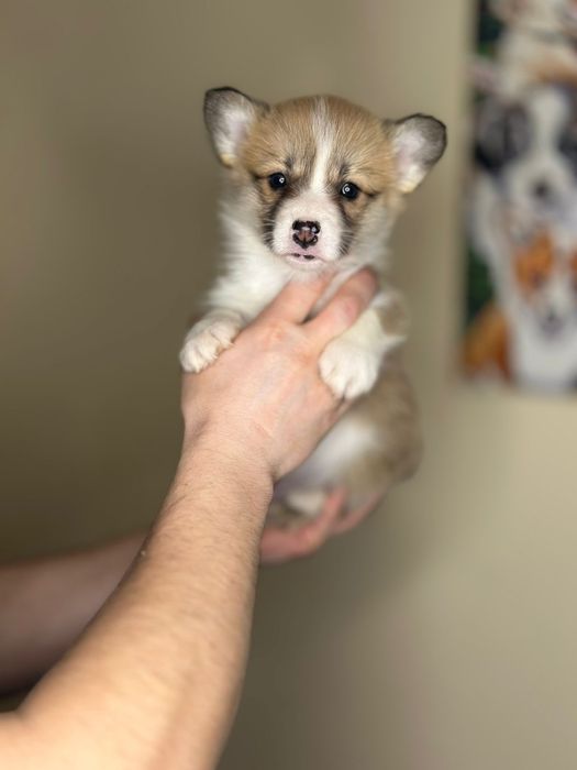 Вельш коргі пемброк. Цуценята пемброки милі цуцики