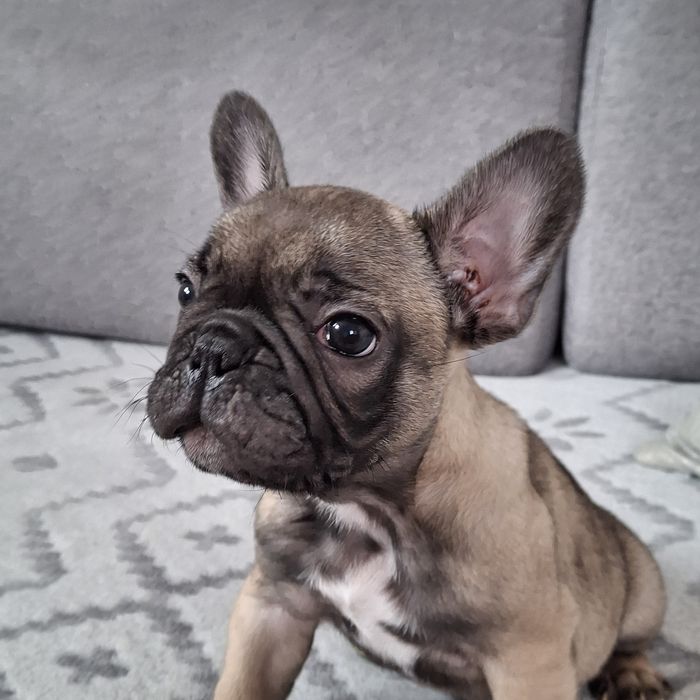 Buldog francuski