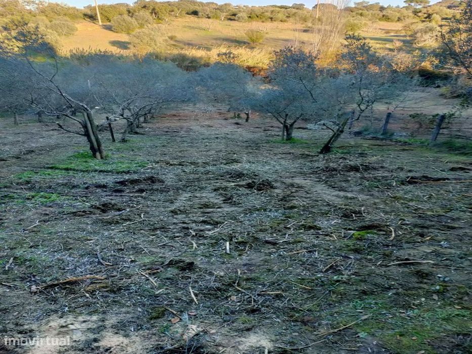 O Seu Refúgio de Sonho com Riacho e Olival a 15min de Torres Novas