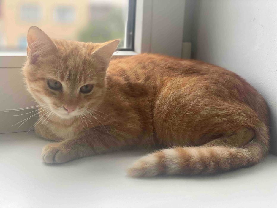 Кошенятко шукає дім