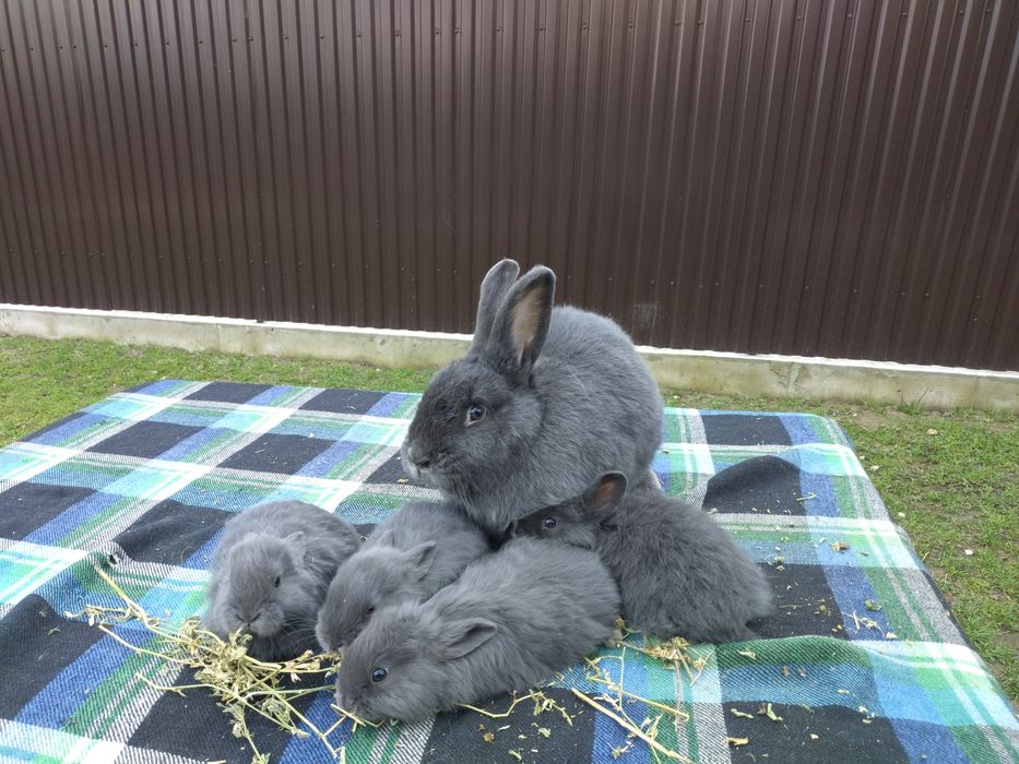 Кролик віденський голубий