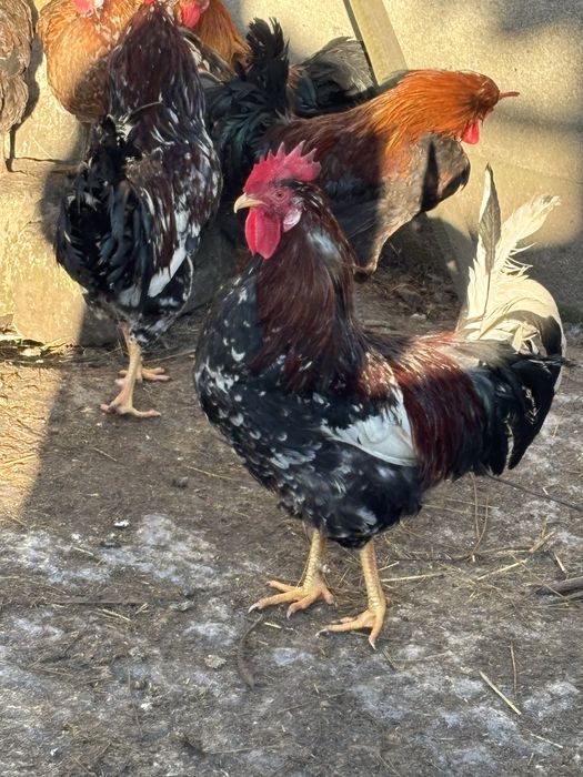 Sprzedam roczne koguty