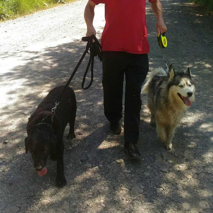 Перетримка ваших улюбленців. Вигулювання тварин. Передержка животных.