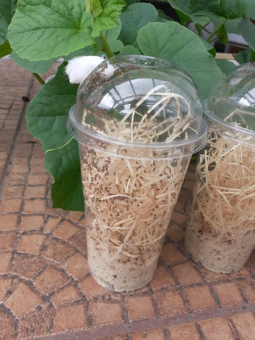 5 x Muszki owocówki Drosphila melanogaster