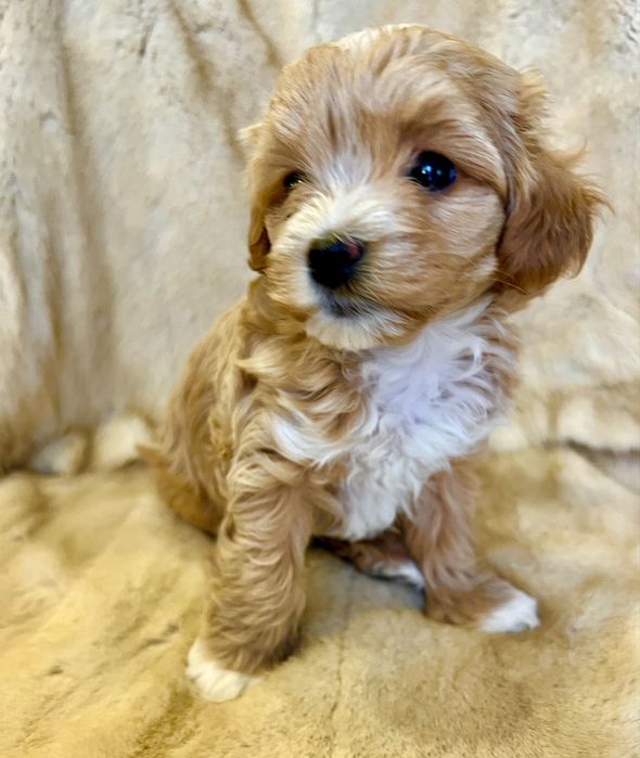 Мини мальтипу щенки