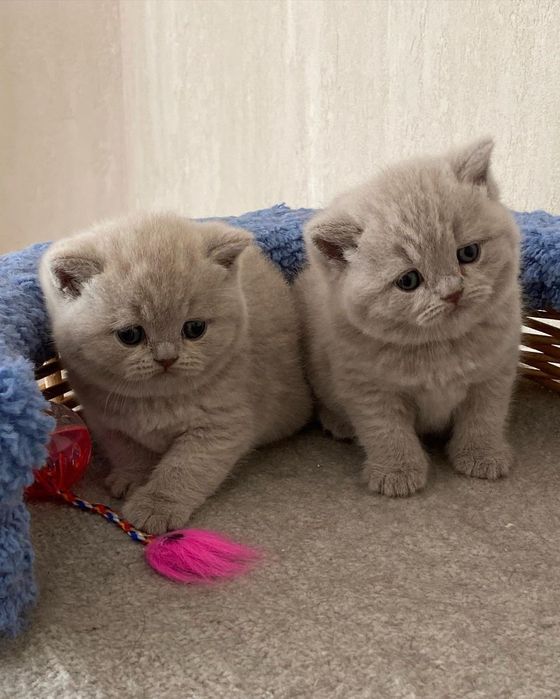 Шикарные котята ждут вас