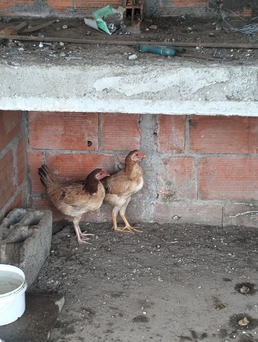 4 pintos cruzados de índio gigante com galo do campo ..