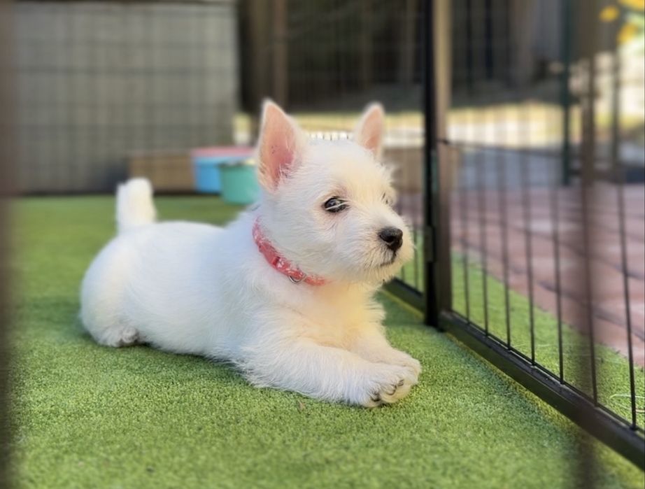 Westie szczenię ur. 9.06.26 – zdrowie, stabilny charakter, przemyślany miot