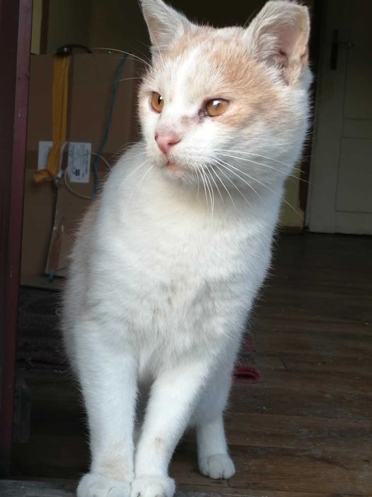 biało rudy Kocurek starszy do adopcji