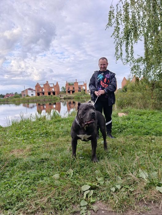 В'язка хлопчик кане-корсо