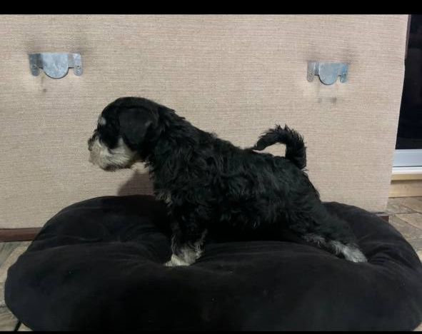 Продам цуценята цвергшнауцер