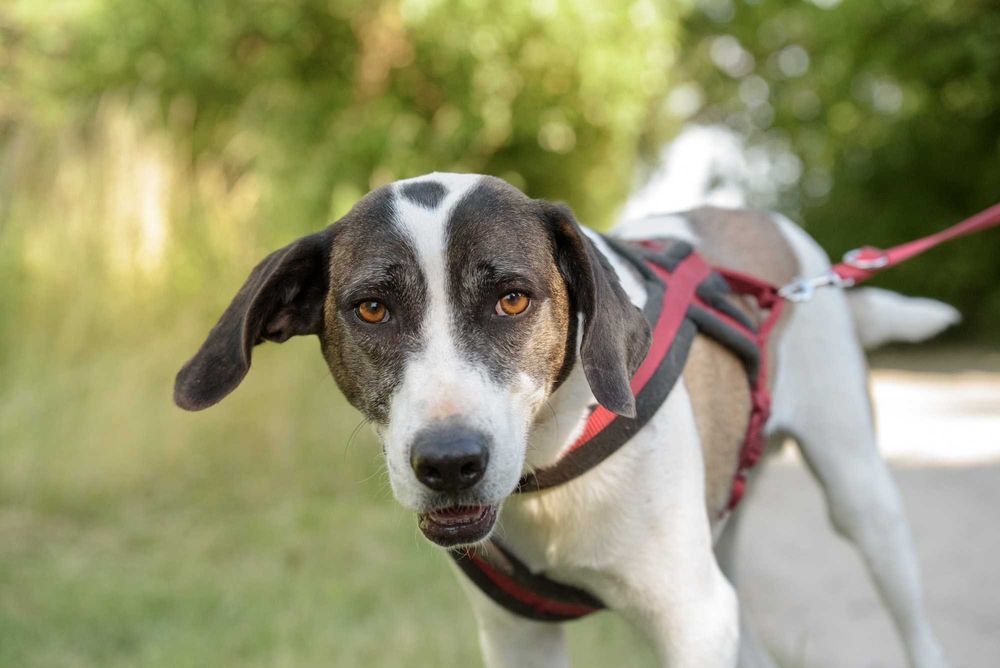Karl - duży, aktywny w typie pointera