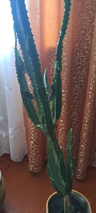 Еуфорбія тригона або молочай трикутний. Висота 155 см.