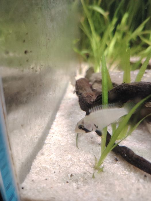 Apistogrammas panduro