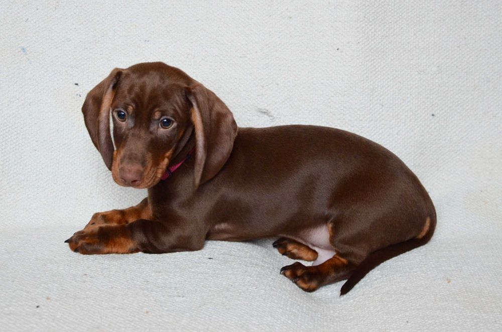 Jamnik czekoladowy - piesek