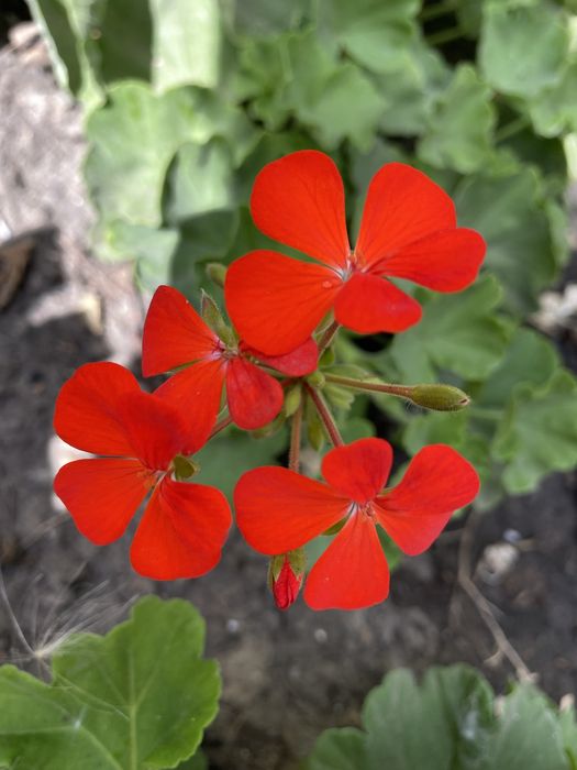Пеларгонія  свіжий зріз