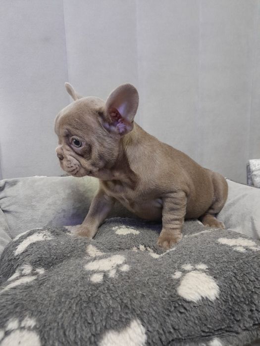 Дівчинка французский бульдог