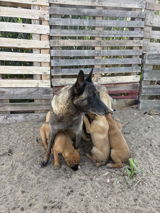Bebés para adocão