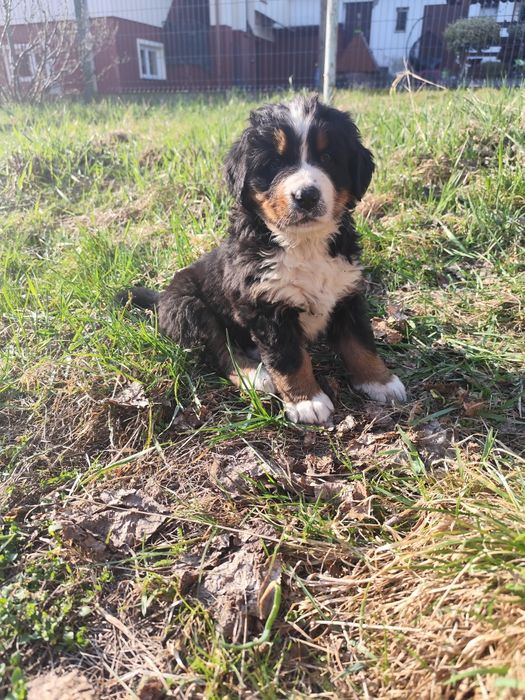 Berneński pies pasterski-suczka