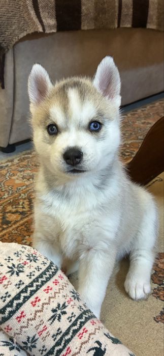 Щенок сибирской Хаски