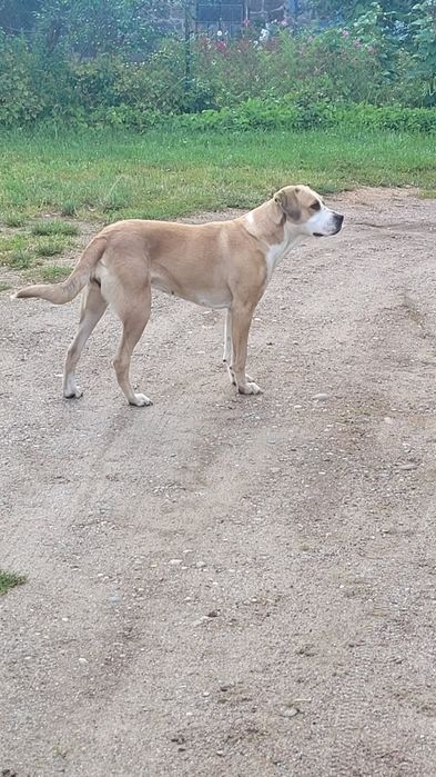 PIES dwuletni ,spokojny do adopcji.