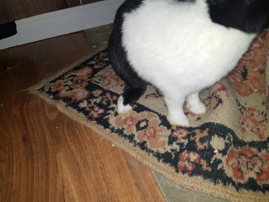 Ogłoszenie prywatne