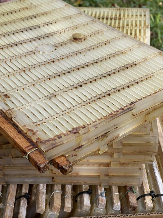 Rodziny pszczele ramka wielkopolska