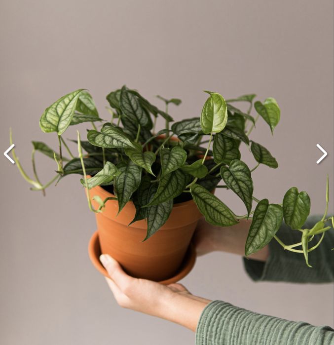 Монстера Силтепекана (MONSTERA SILTEPECANA)