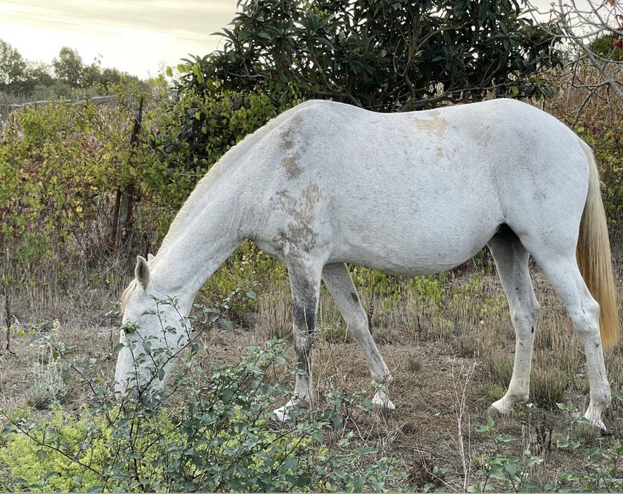 Égua PSL pontuada
