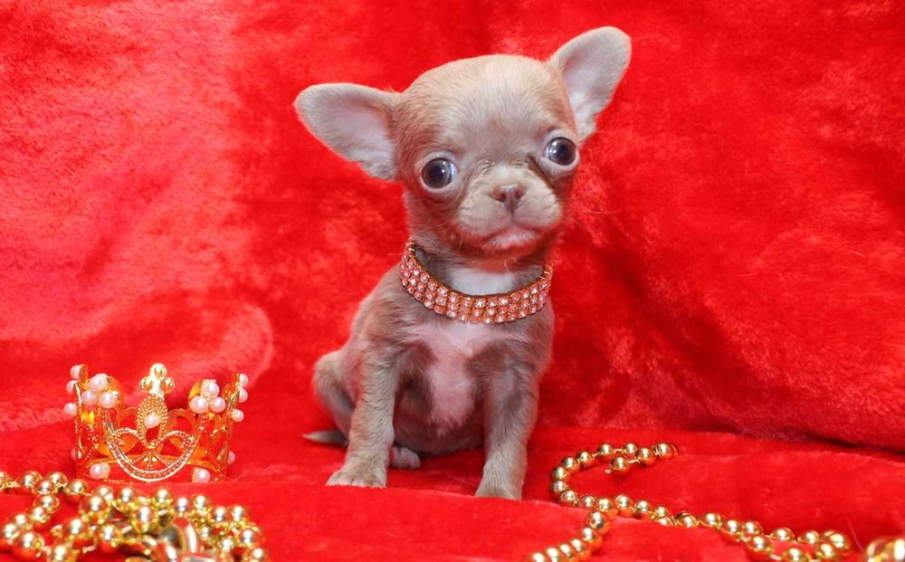 Чишечки-малышечки!