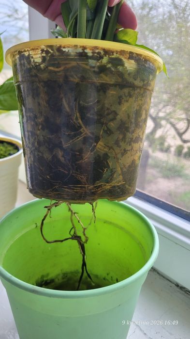 Skrzydłokwiat kwitnący tani